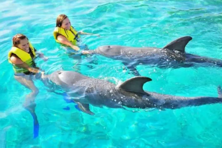 Wejście, pływanie lub spotkanie w parku Dolphin Explorer